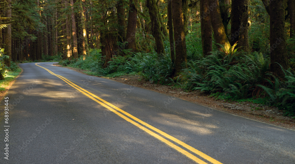 Obraz premium Two Lane Road Cuts Through Rainforest