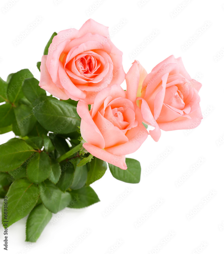Fototapeta premium beautiful roses, isolated on white