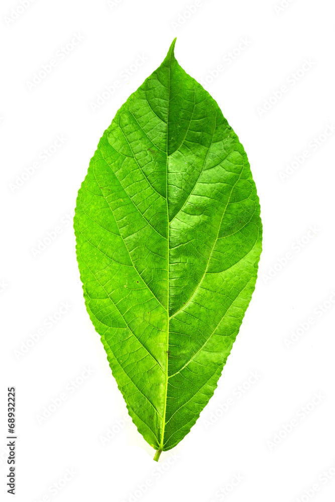 Green leaf Green leaf