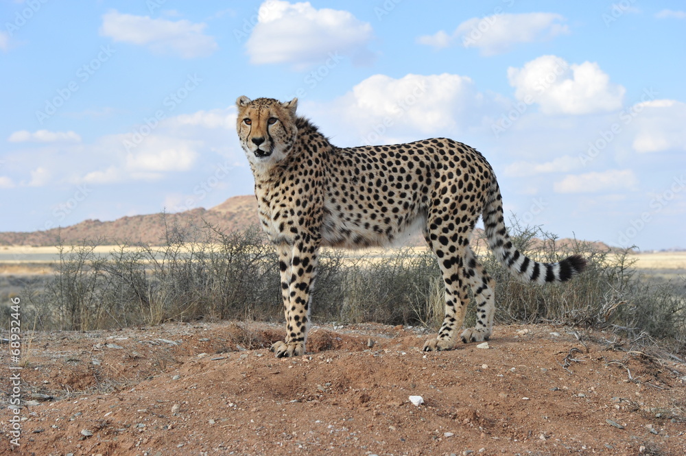 Obraz premium Portrait shot of an elegant African Cheetah