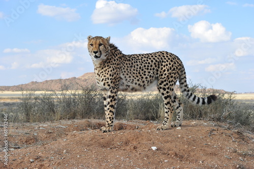 Portrait shot of an elegant African Cheetah