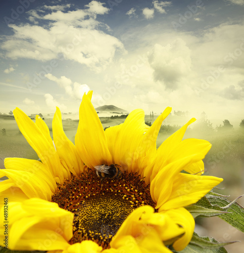 Fototapeta Naklejka Na Ścianę i Meble -  Bee on flower