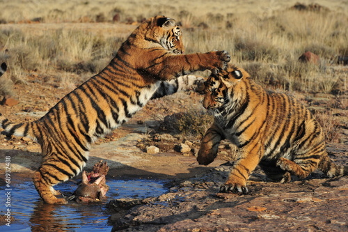 Pair of young tigers play-fighting