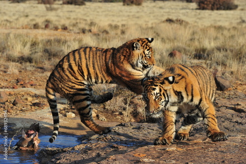 Pair of young tigers play-fighting © julianwphoto