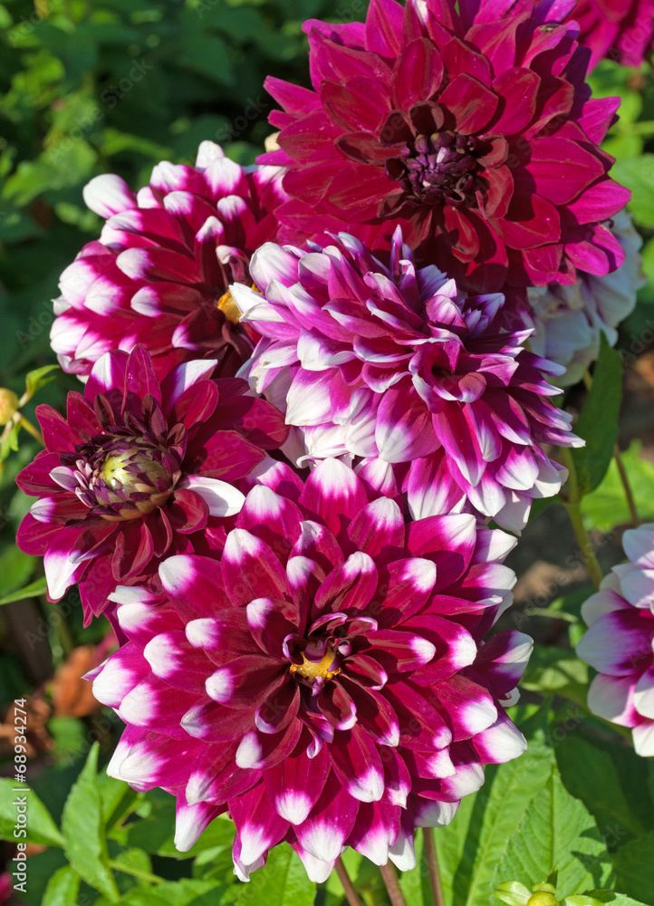 Dahlien Dahlien