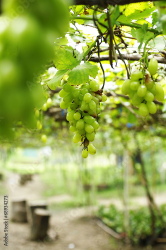 close up green grape in vineyard
