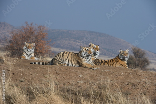 Fototapeta Naklejka Na Ścianę i Meble -  Shot of a happy family of tigers