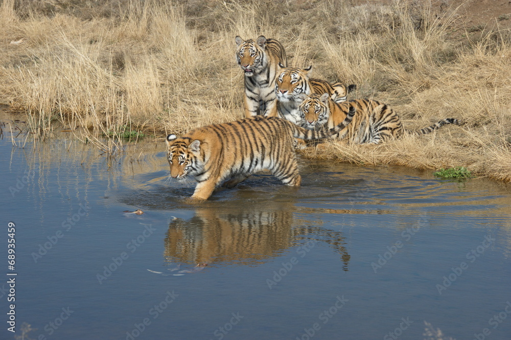 Fototapeta premium Shot of a happy family of tigers