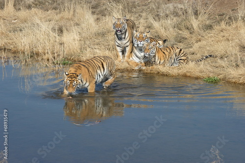 Shot of a happy family of tigers