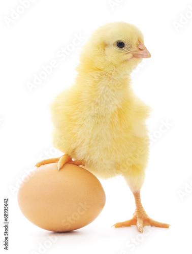 Canvas Print chicken and egg