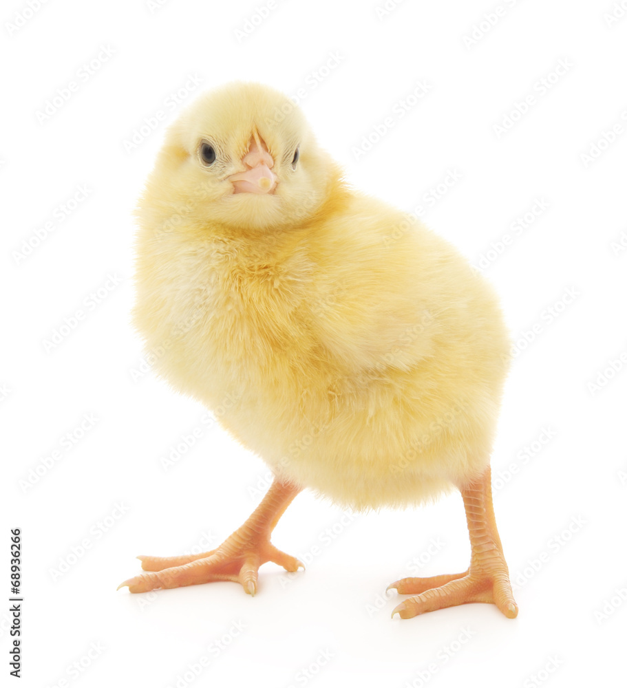 Obraz premium Small chicken