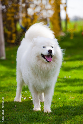 Fototapeta Naklejka Na Ścianę i Meble -  Samoyed dog