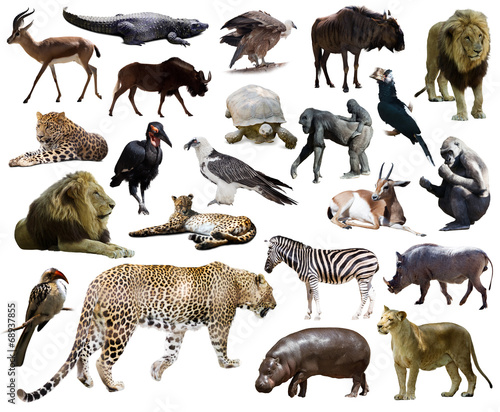 Set of leopard and other African animals.