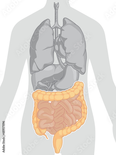 Human Body Anatomy - Intestines