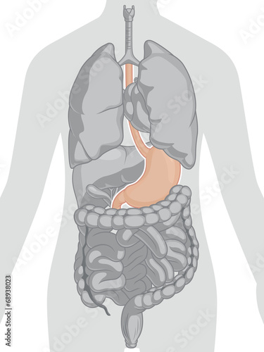 Human Body Anatomy - Stomach