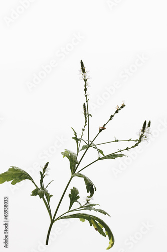 Nahaufnahme von Eisenkraut vor weißem Hintergrund