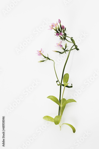 Nahaufnahme von centaurium Blume auf weißem Hintergrund