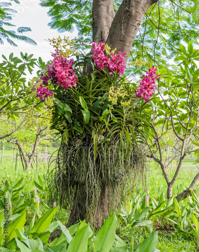 Pink vanda orchid photo