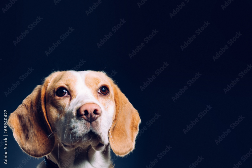 Portrait of a dog. Beagle. studio shot on dark background