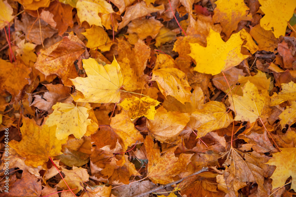 Autumn yellow leaves background