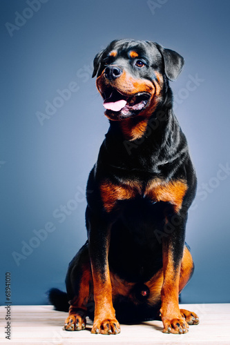 Photo Portrait of a dog. Rottweiler . studio shot on dark background