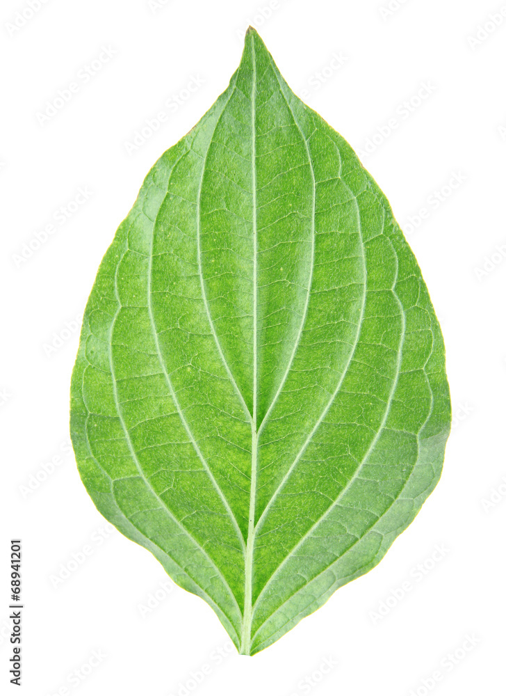 Obraz premium Green leaf on white background isolated