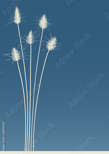 rabbit tail grass