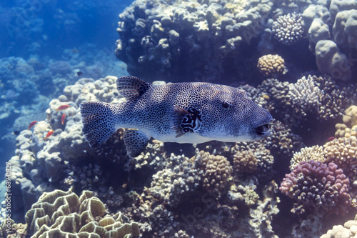 Riesenkugelfisch - stellatus at Red Sea, Egypt