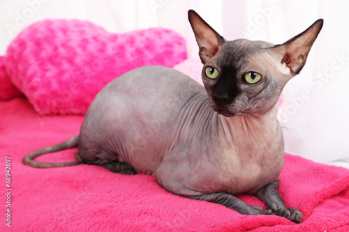 Beautiful gray sphinx cat relaxing on plaid in room photo