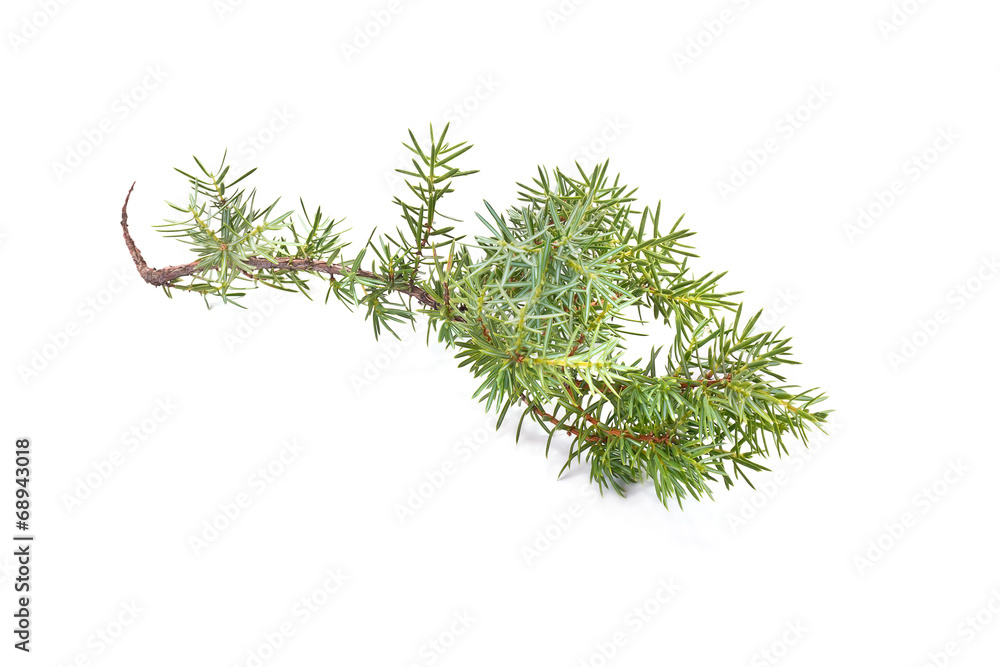 Fototapeta premium Juniper