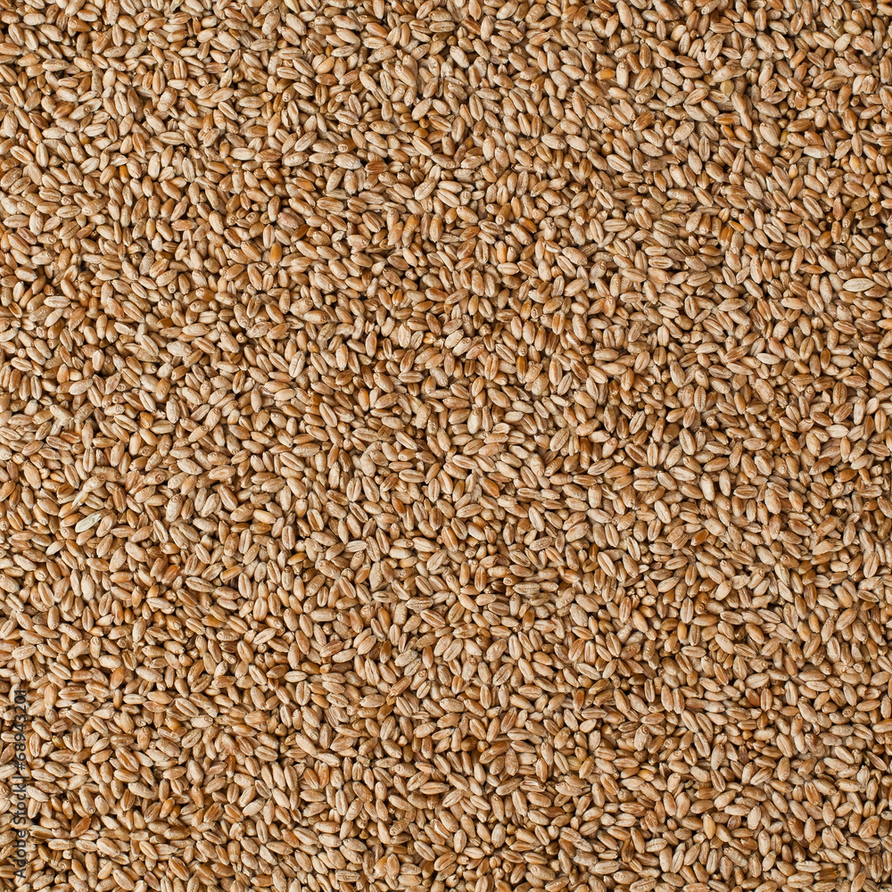 A grain of wheat in the background A grain of wheat in the background