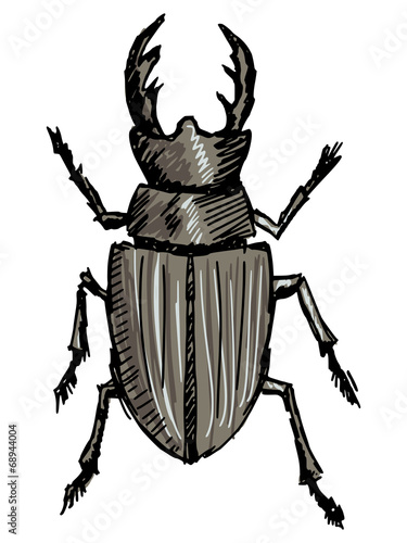 stag-beetle © Perysty