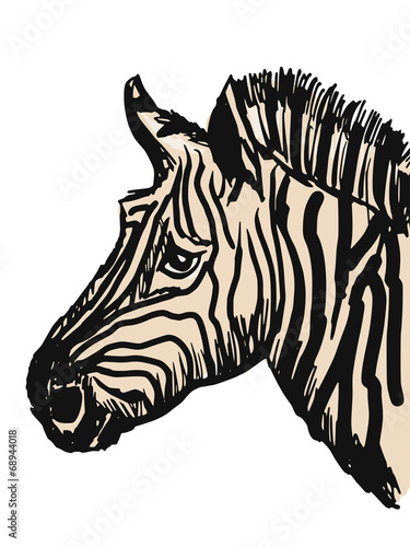 zebra