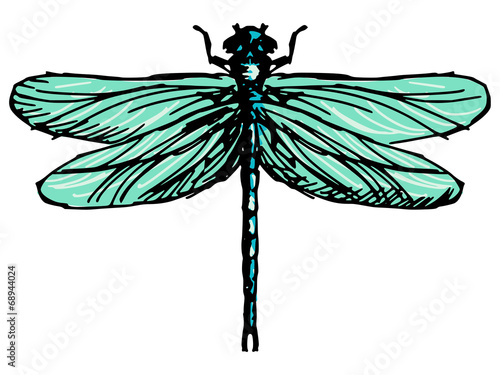 dragonfly