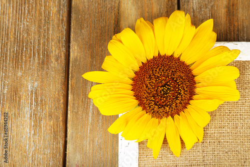 Beautiful sunflower on frame on wooden background
