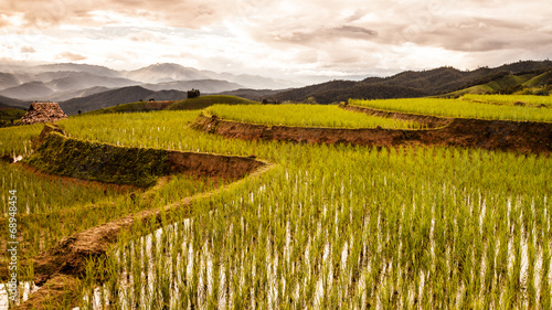 rice fields on terraced.