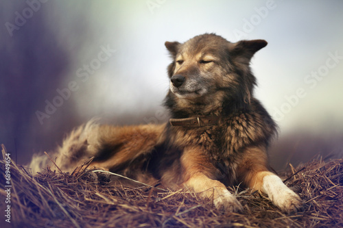 rustic style  a dog asleep on the hay