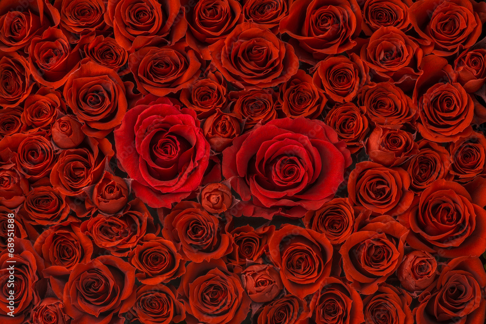Obraz premium Zestaw kwiatów róży
