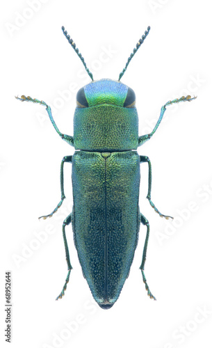 Beetle Anthaxia cylindrica