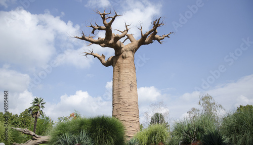 baobab di Grandidier photo