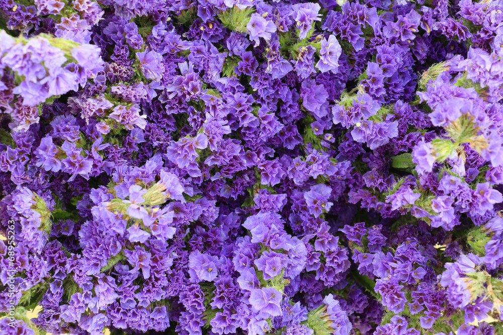 Obraz premium purple flowers