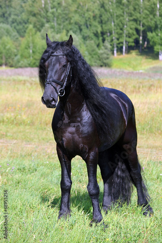 Black friesian horse in summer fields