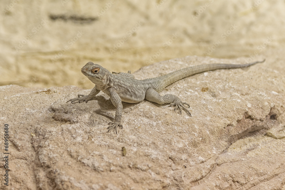 yung oplurus fierinensis, iguana, madagascar yung oplurus fierinensis, iguana, madagascar
