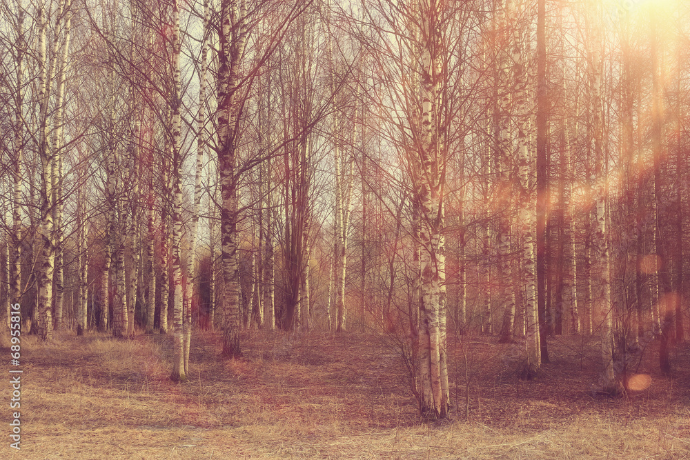 Spring birch forest