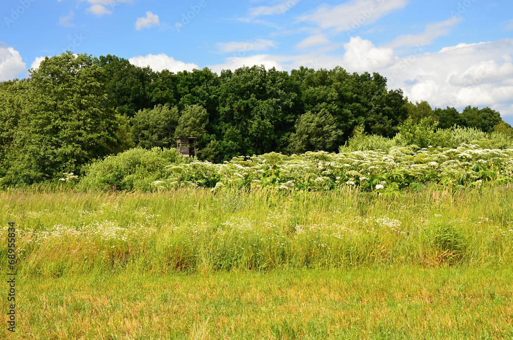 Green meadow in summer with white flower Giant hogweed Green meadow in summer with white flower Giant hogweed