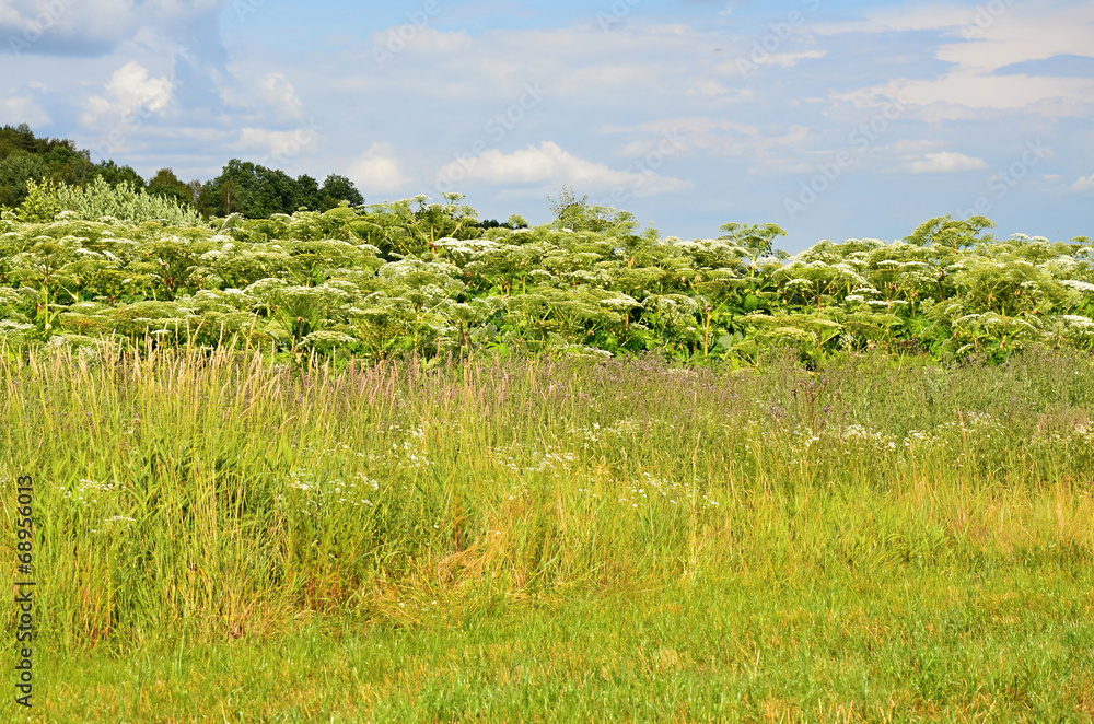Green meadow in summer with white flower Giant hogweed Green meadow in summer with white flower Giant hogweed