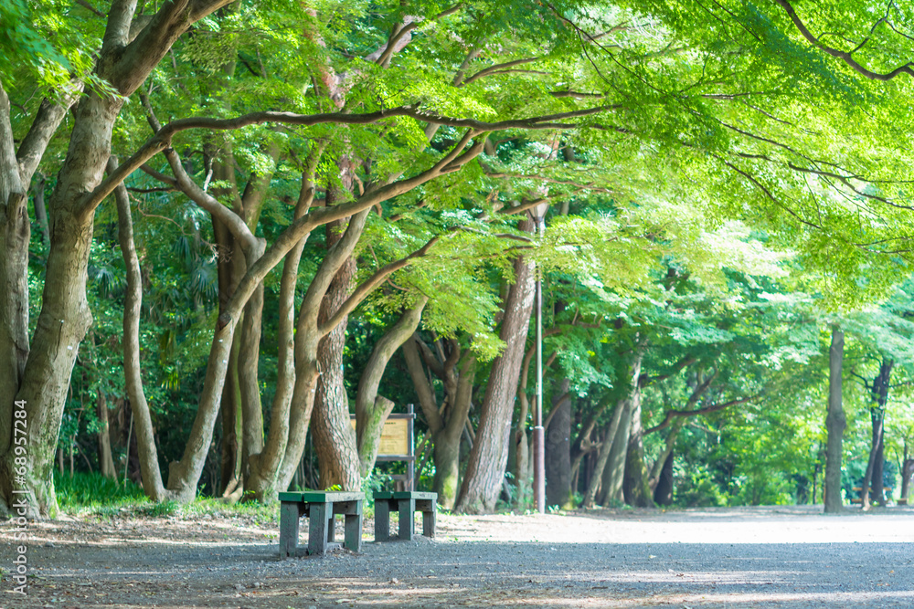 Obraz premium Ławka w parku Inokashira