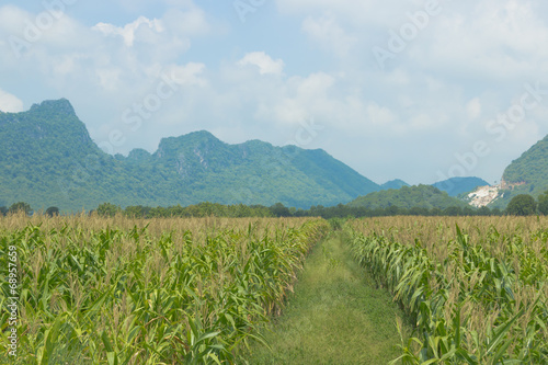 corn field