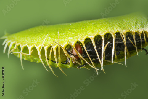 venus flytrap - dionaea muscipula with a trapped fly