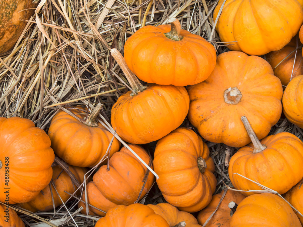 Obraz premium Thanksgiving pumpkins background